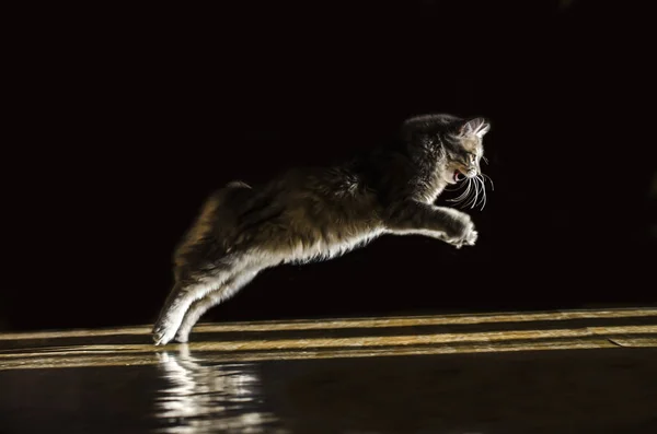 在黑暗背景上跳跃的小猫 — 图库照片