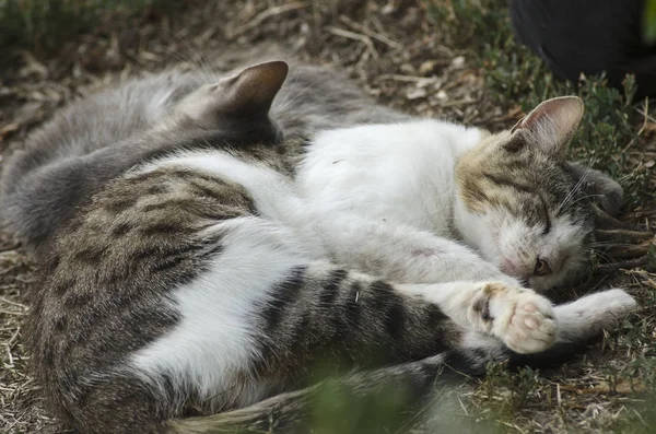 Gatos listrados sem-teto dormir no chão — Fotografia de Stock