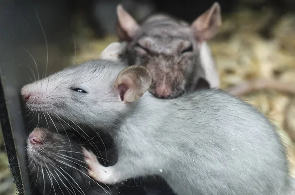 Rat de laboratoire derrière le verre — Photo