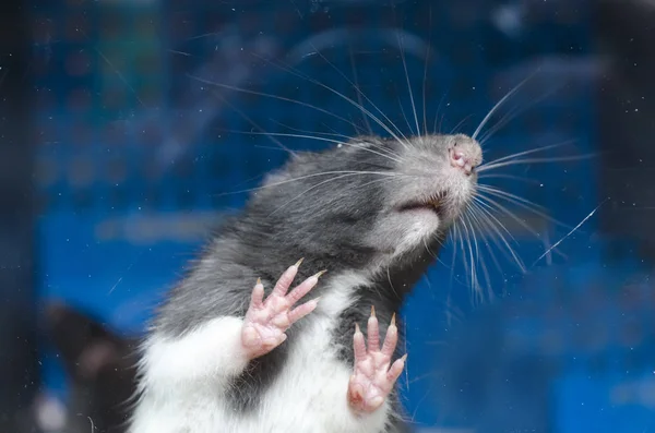 Ratón en un vaso — Foto de Stock