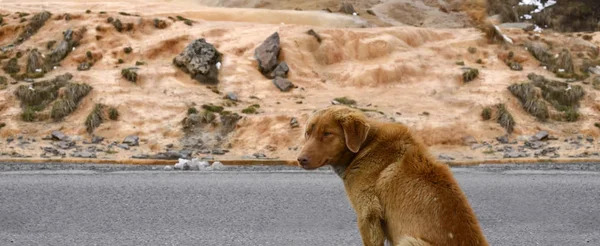 Красный бездомный пес сидит на дороге — стоковое фото