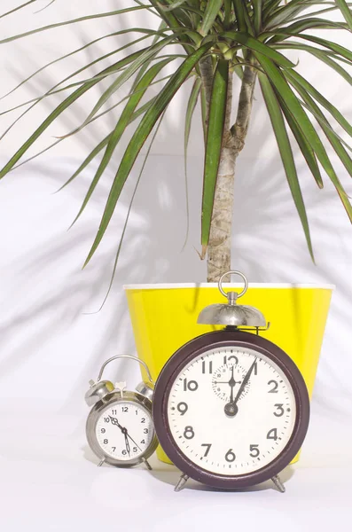 Bitkiler ve çalar saat bir beyaz duvar raf