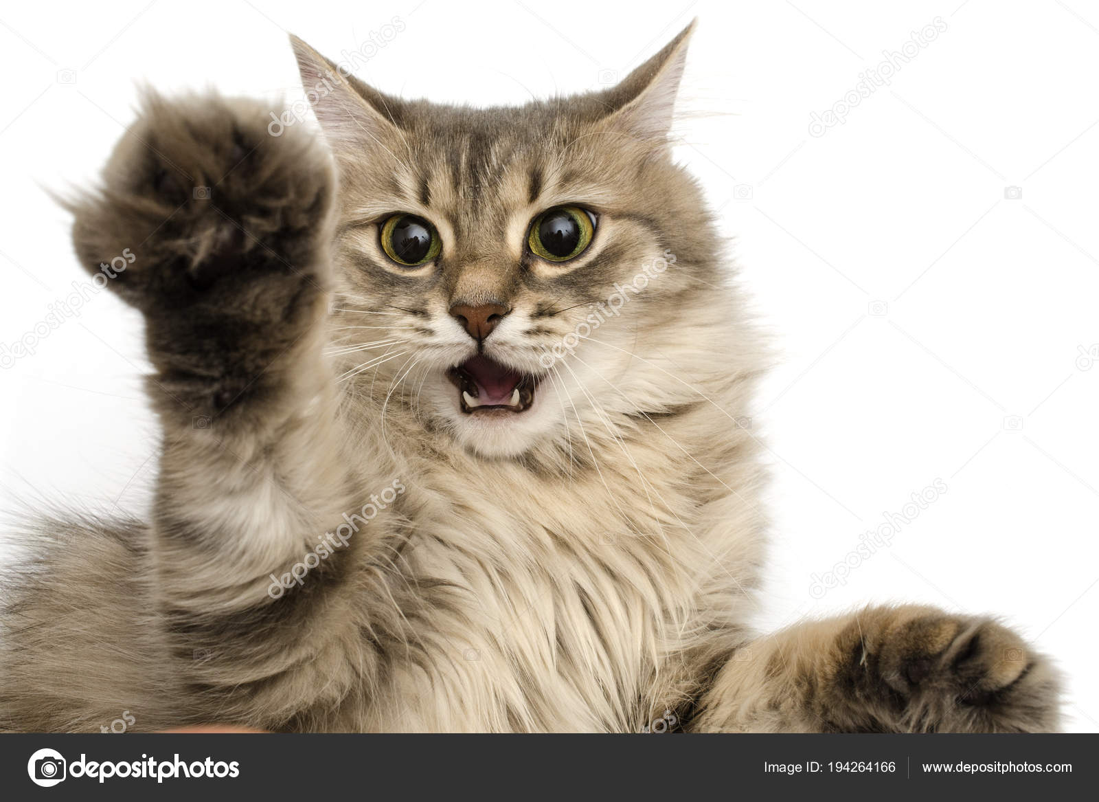 Cat With A Raised Up Paw And Open Mouth Isolated On White Stock Photo By C Vi0222 194264166