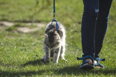 cat on a leash clipart