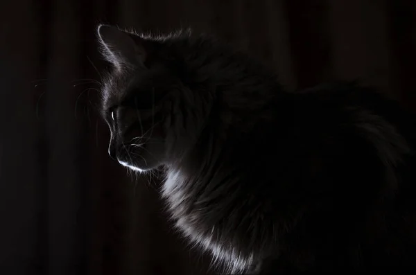 Gato en contraste la luz de perfil se aísla en negro — Foto de Stock