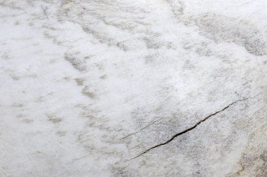 bir hayvanın kemik doku