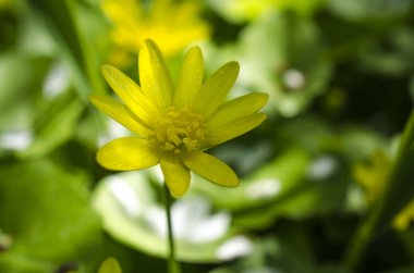 Düğün çiçeği bahar makro, sarı çiçek