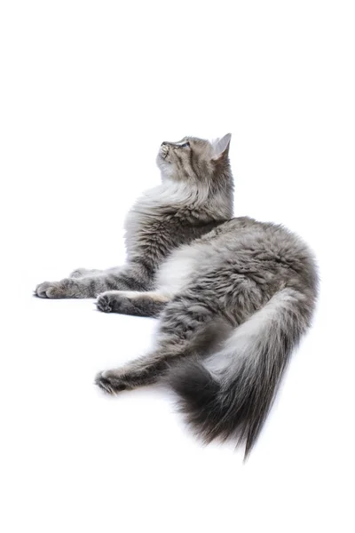 Gray cat lies and looks up — Stock Photo, Image