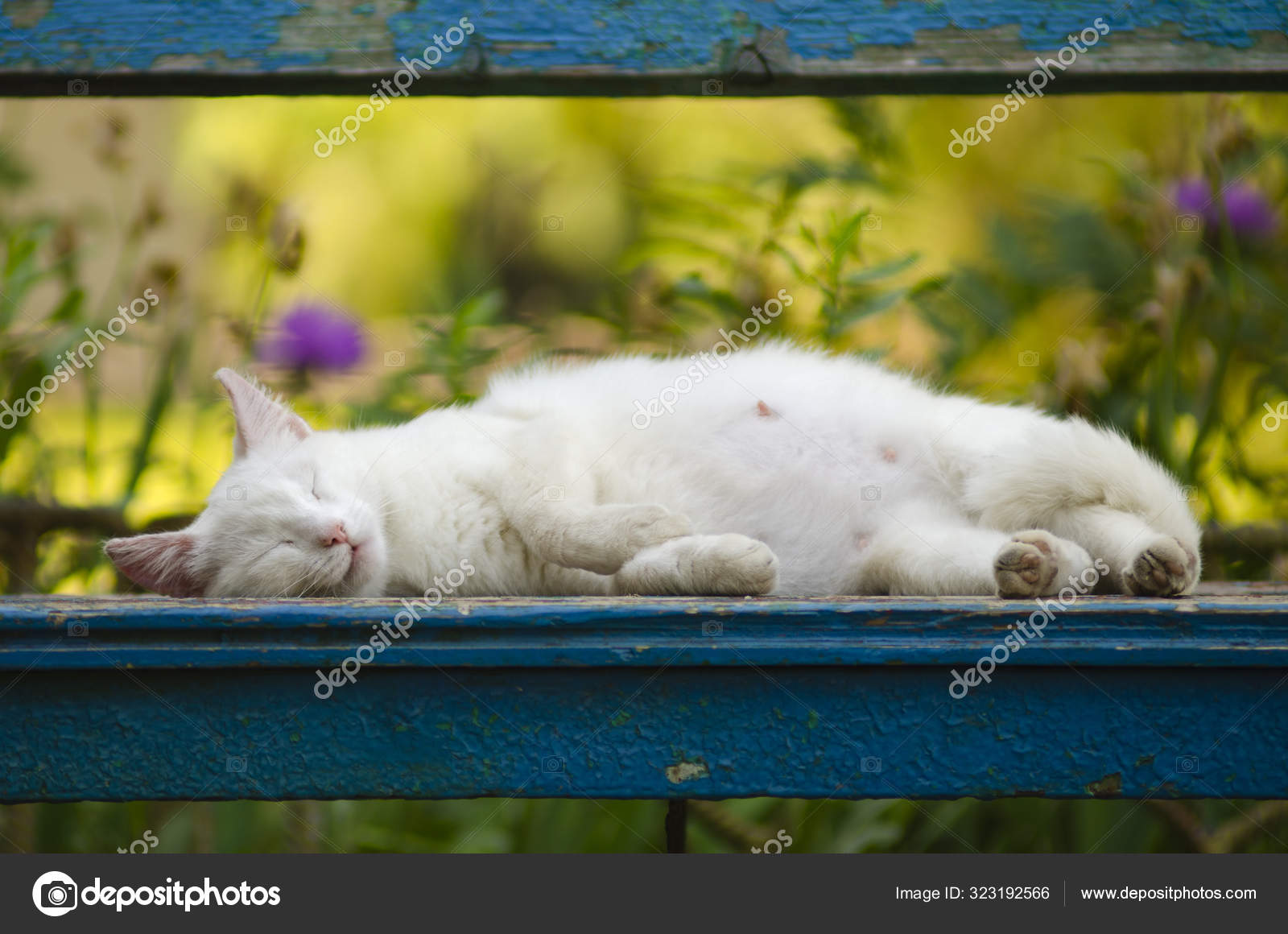 Белая Кошка Спит На Скамейке Стоковое Фото ©vi0222 323192566