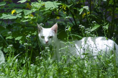 Kedi yeşil çimlerin arasına saklandı.