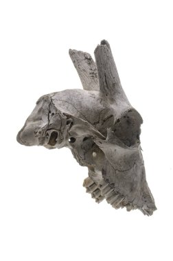 Beyaz arkaplanda keçi kafatası