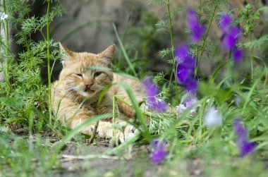 Yüzü yaralı kedi.