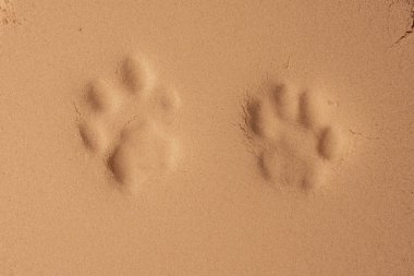 round brooch with pearls on the pink sand