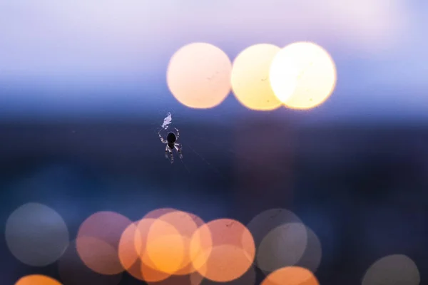 거미가 거미줄에 앉아 밤하늘을 쳐다 봅니다 — 스톡 사진