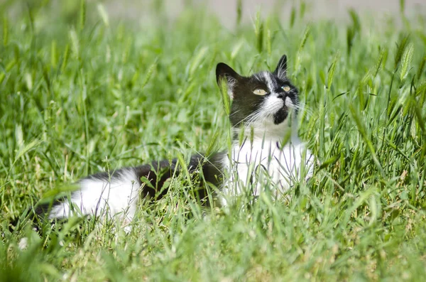 Gato encontra-se na grama verde — Fotografia de Stock