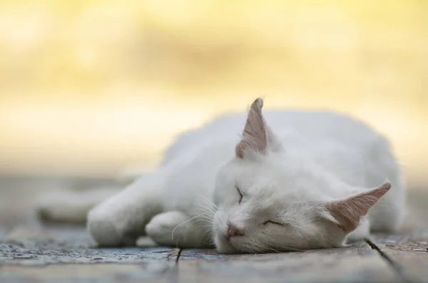 Белая кошка спит на скамейке — стоковое фото