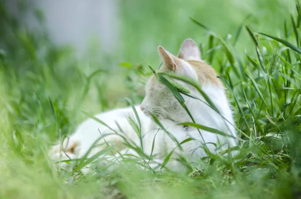 Gato branco na grama verde — Fotografia de Stock