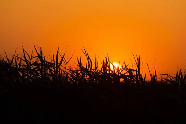 Puesta de sol en el fondo de las cañas — Foto de Stock