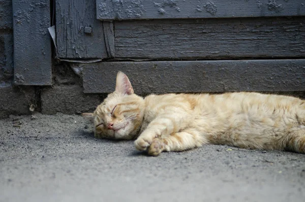 Bonito gato vermelho dorme — Fotografia de Stock