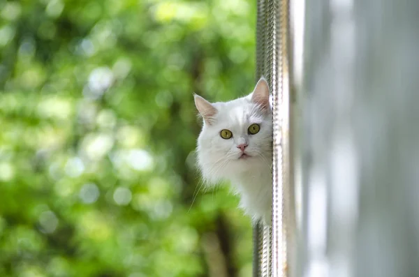 Gato branco espreitando para fora da parede — Fotografia de Stock