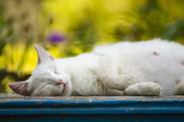 A white cat sleeps on the bench — ストック写真