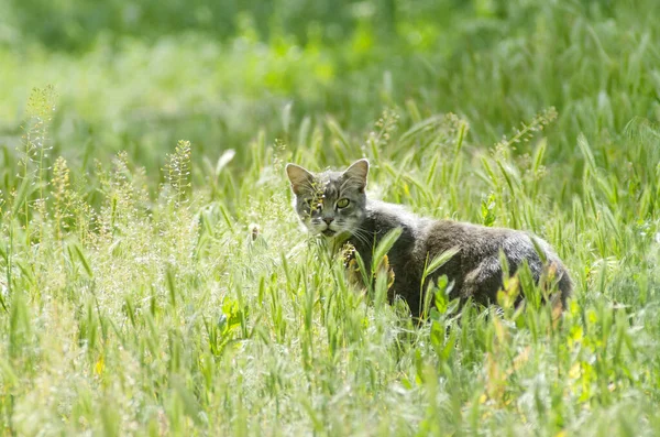 Gato em um prado verde — Fotografia de Stock