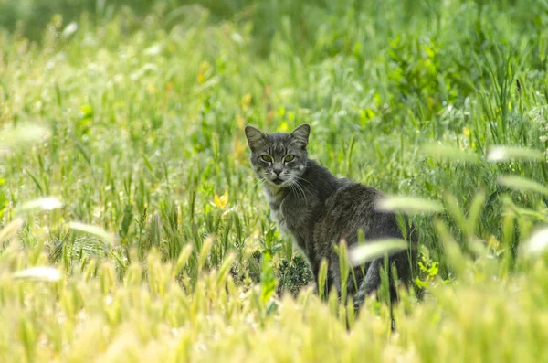 Gato em um prado verde — Fotografia de Stock