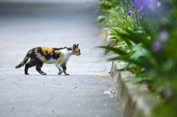 Gato multi-colorido caminha para um canteiro de flores — Fotografia de Stock