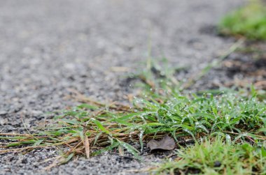 ot yaprağı üzerinde su damlası