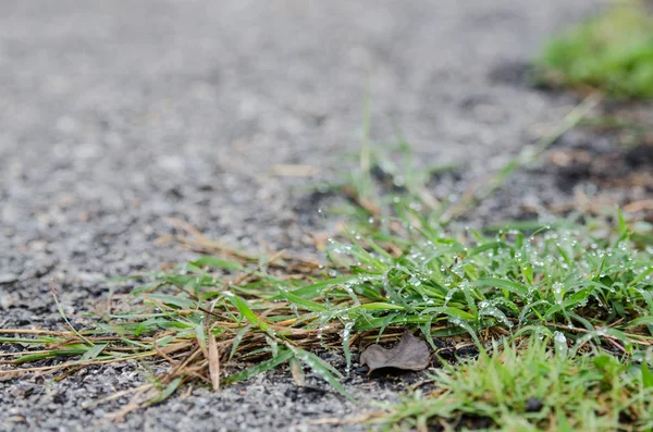 ot yaprağı üzerinde su damlası