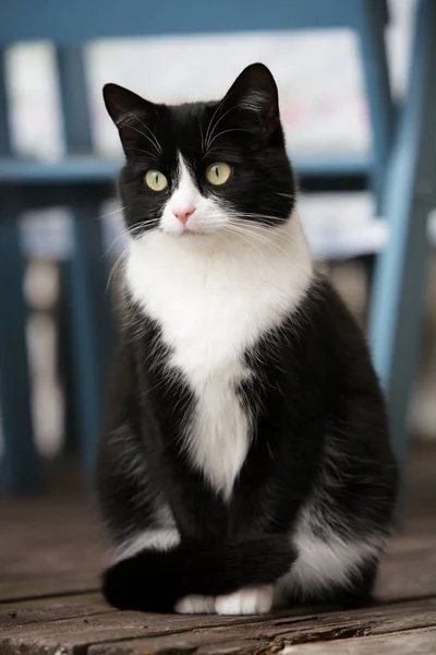 Lindo gato sentado — Foto de Stock