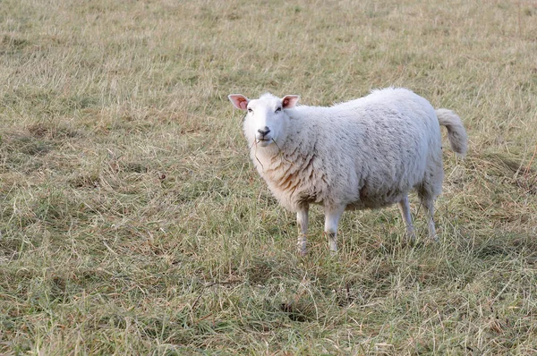 Schapen — Stockfoto