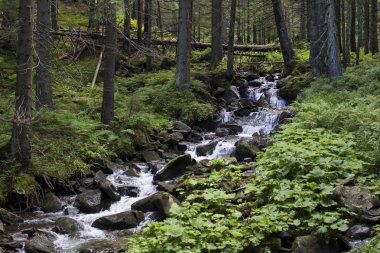 Dağlardaki küçük şelale