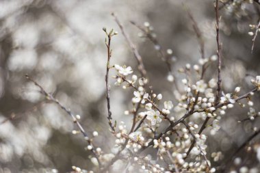 beyaz çiçekler arka plan