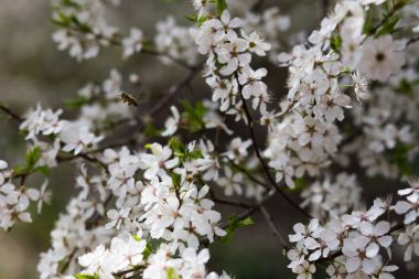 Kiraz çiçeği arkaplanı