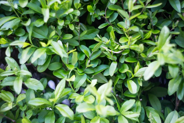 Groene Planten Zijn Goed Voor Achtergrond — Stockfoto