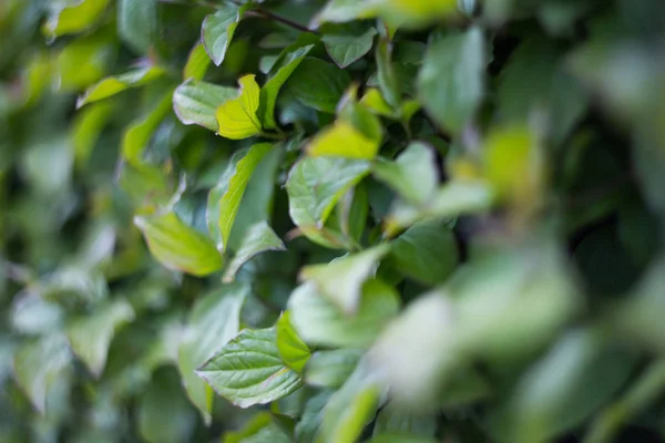 Piante Verdi Sono Buone Sfondo — Foto Stock