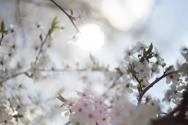 화창한 봄 날 배경 — 스톡 사진