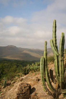 Orta Meksika 'da kaktüslü çöl manzarası, San Luis Potosi