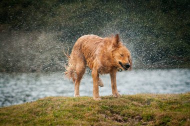 Golden Retriever, yerel bir gölde yüzdükten sonra sudan kurtuldu.