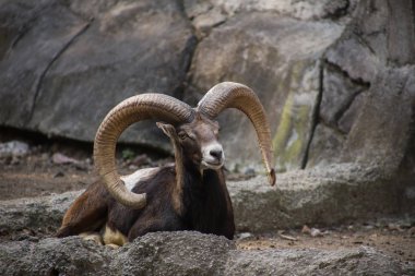 Mexico City Hayvanat Bahçesinde Bighorn koyunu.