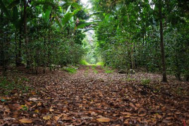 Walkway Lane Path With Green banana Trees in Rain Forest. Beautiful Alley In Park. Pathway Way Through Dark rain Forest. clipart