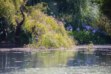 Orman manzarasında rüya göleti.