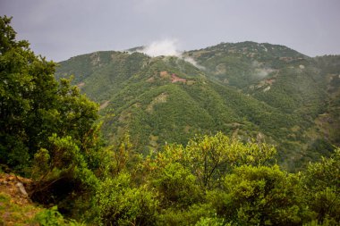 Yeşil kozalaklı ormanlık dağ yamaçları manzaralı yaz manzarası..