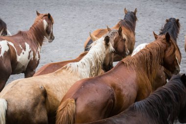 Meydanda koşan atlar.