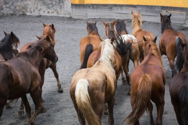 Meydanda koşan atlar.