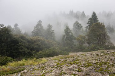 Ormanlı dağ yamacında alçak yerde bulut var. Her zaman yeşil olan kozalaklı ağaçlar manzaralı bir yerde gizleniyor..