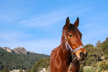 Dağ ve mavi gökyüzü ile otlakta bir at.