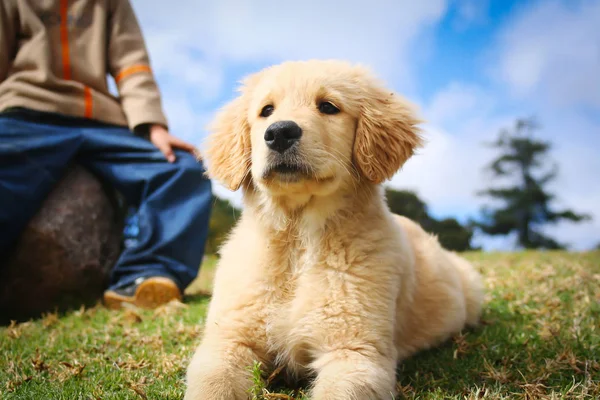 Güzel Golden Retriever Köpeği Çimlerin Üzerinde Yatıyor — Stok fotoğraf