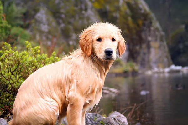 美丽的湿金毛猎犬在湖边等球 — 图库照片